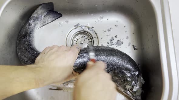 Man's Hands Clean Huge Salmon Fish Skin From Scales