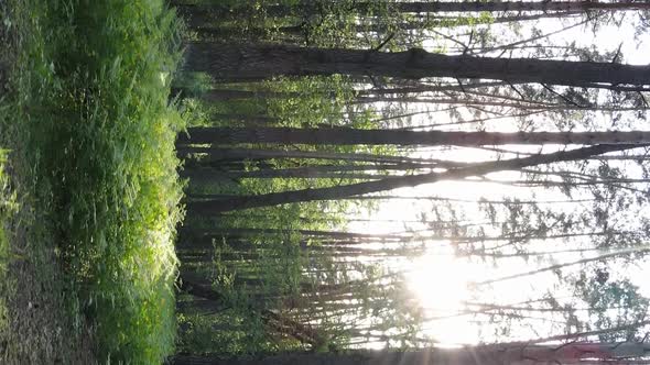 Vertical Video of a Forest with Pine Trees