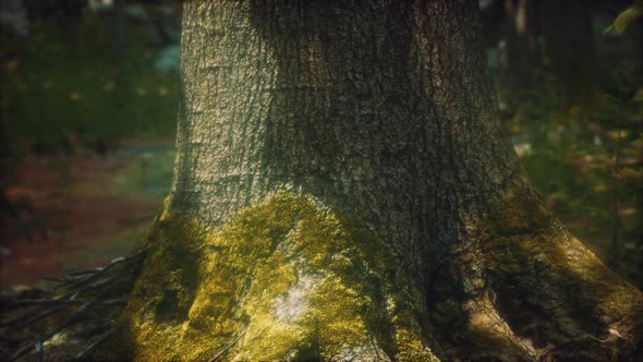 Tree Roots and Sunshine in a Green Forest with Moss alt