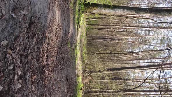 Vertical Video of a Road in the Forest Slow Motion