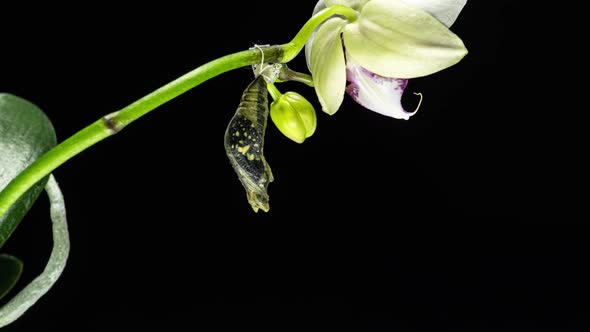 Development and Transformation Stages of Lime Butterfly -Papilio Demoleus - Malayanus Hatching Out