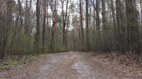 Aerial View of the Road Inside the Forest