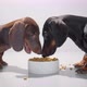 Two Young Dachshund Dogs Eat Dry Food From One White Bowl Video - VideoHive Item for Sale