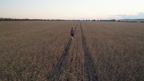 Aerial Shot of Ripe Yellow Wheat Field at Sunset