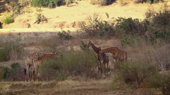 Giraffe in Kruger National park, South Africa