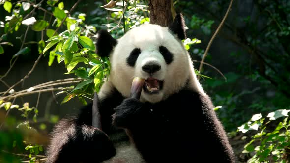 Giant Panda Bear Eating Bamboo