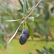 Olives - VideoHive Item for Sale