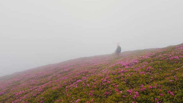 Large view of woman walking down the rhododendron field in the mountains during heavy fog.