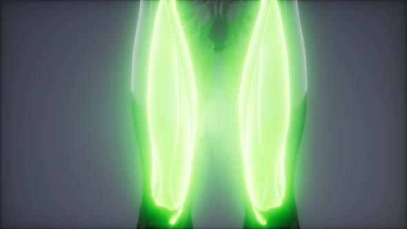 Selected Muscle Anatomy Map alt