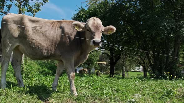 Domestic Bull Grazes in Backyard on Green Meadow By Blue Sky Ecological Place