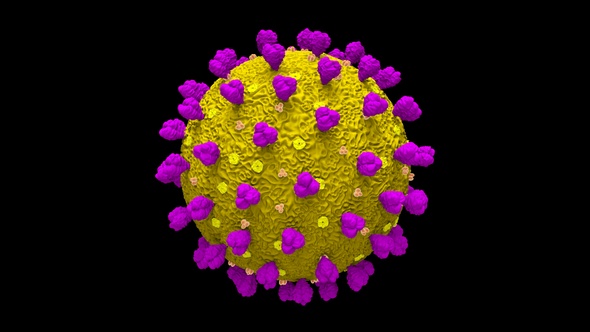 Coronavirus Covid 19 Cell