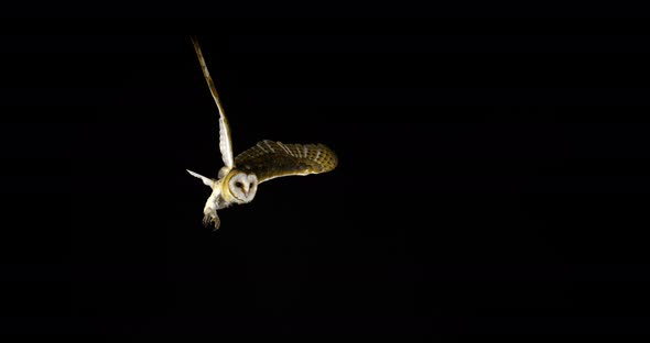 900402 Barn Owl, tyto alba, Adult in flight, Normandy, Slow Motion 4K