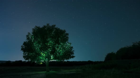 Night Tree Timelapse