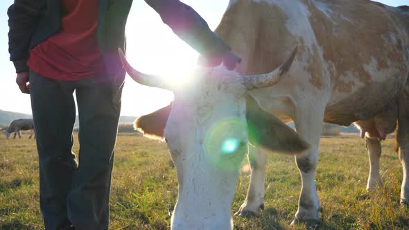 Unrecognizable Farmer Touching and Stroking His Domestic Cow. Friendly Animal Enjoying Human Care