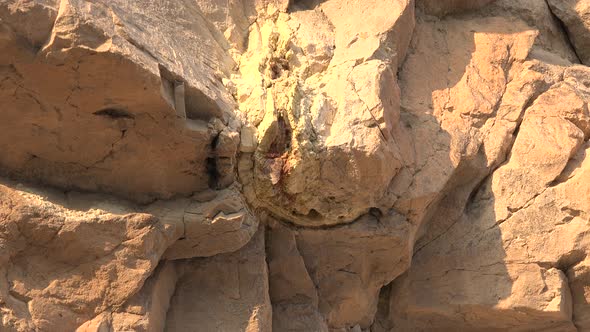 Orange Color Growth Rings in a Tree Fossil