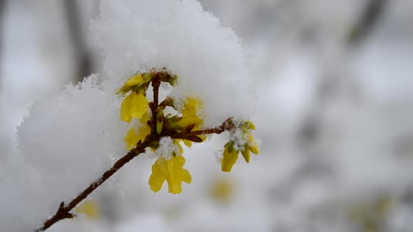 Yellow Flowers on a Bush Covered with a Layer of Snow in Spring Closeup