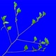 Birch Buds Opening Time Lapse with Alpha Channel - VideoHive Item for Sale