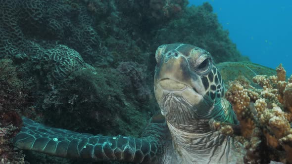 A highly detailed close-up view of a sleepy Green Sea Turtle lifting its head and wrinkled neck up f