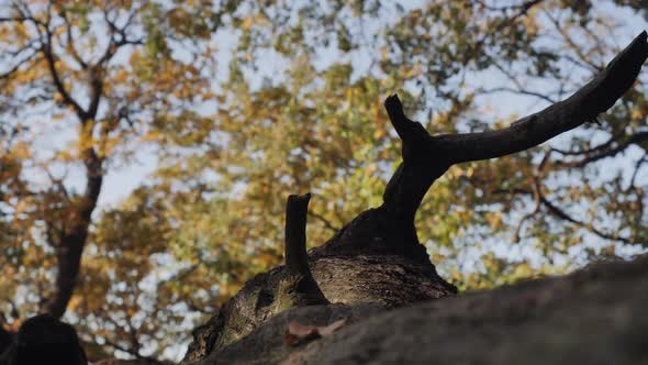 Leaves on Big Tree in Sunlights