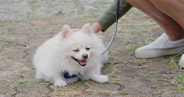 Pomeranian dog go with dog at outdoor