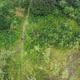 Drone Footage People Walking in Green Forest - VideoHive Item for Sale