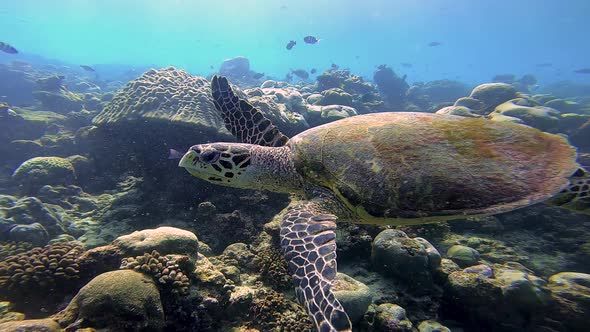 Sea turtle swims by in shallow reef in indian ocean, Maldives equator