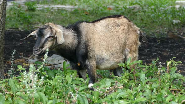 Goat shaking a bit at Balicasag Island in Bohol 