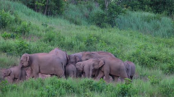 Indian Elephant, Elephas maximus indicus, Khao Yai National Park, Thailand; an herd of Elephants wal