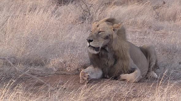 Male lion resting in windy conditions. Static