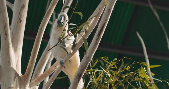 Sulphur-crested cockatoo eating leaves while sitting on a branch. BMPCC 4K