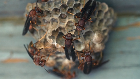 Wasp Nest Macro Close Up