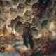 Wasp Nest Macro Close Up - VideoHive Item for Sale