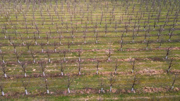 Flight Over the Spring Garden of Young Trees