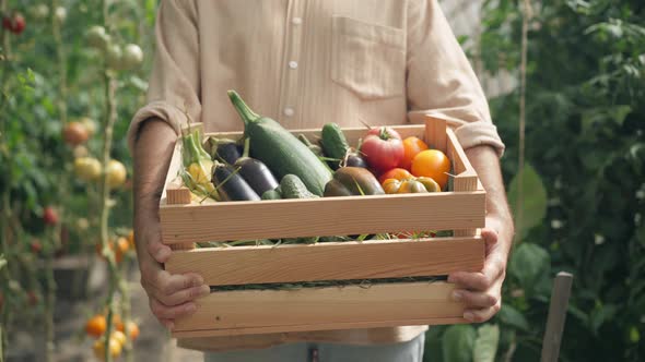 Closeup Wooden Box with Tomato Cucumber Zucchini and Eggplant in Male Caucasian Hands