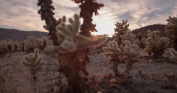 Sunset time lapse over cactus garden