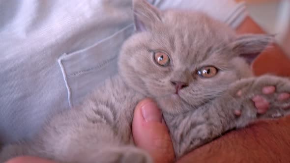 A Kitten of the British Lopeared Breed is Resting in the Arms of Its Owner