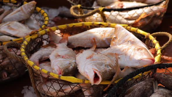 Somebody Throws Fish Into the Basket with Many Fish and Takes It Away