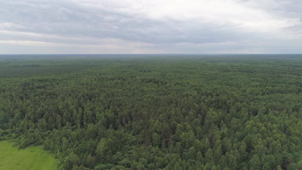 Flight Over Green Forest