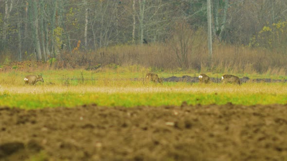 Group of young European roe deer (Capreolus capreolus) walking and eating on a field in overcast aut