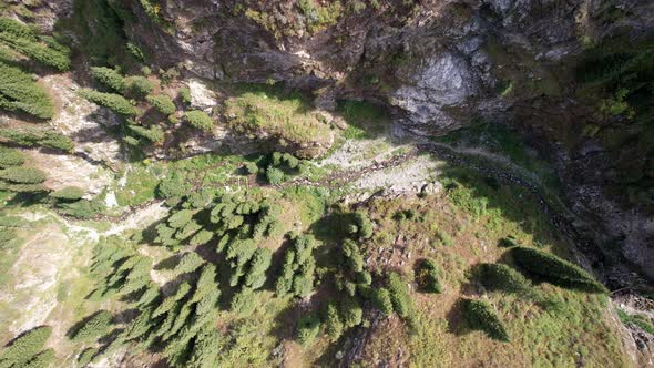 Coniferous Green Trees in the Gorge with the River