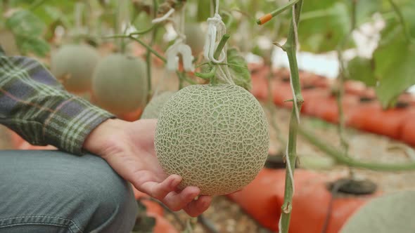 Hands Man Harvesting Melon From Farm