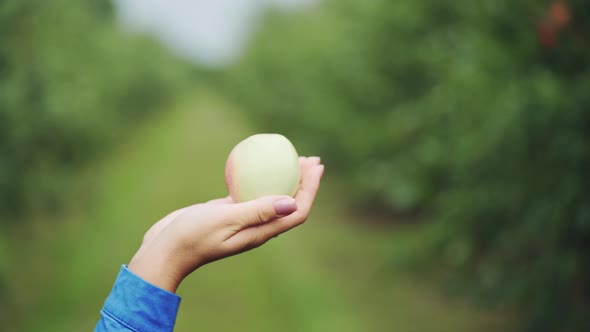 Woman's Hand Holding an Apple