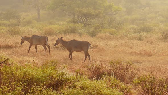 Nilgai or Blue Bull Is the Largest Asian Antelope and Is Endemic To the Indian Subcontinent