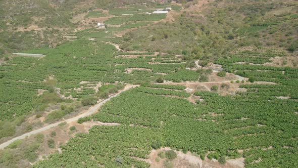 Aerial View of Crops and Trees Growing on the Mountainside