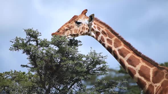 The Reticulated Giraffe Feeding on The Top Of The Tree In El K Wildlife In Kenya Under The Clear Sky