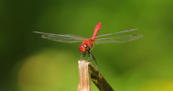 Scarlet Dragonfly Crocothemis Erythraea is a Species of Dragonfly in the Family Libellulidae