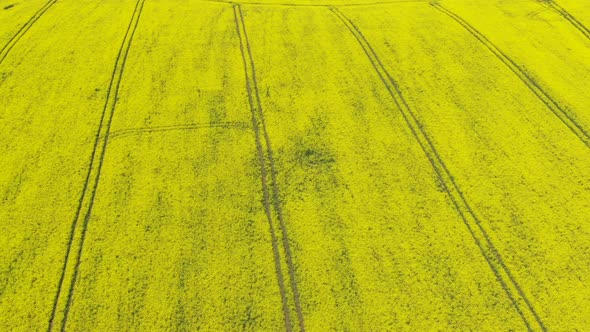Canola Rapeseed Field. Aerial Drone Shot.