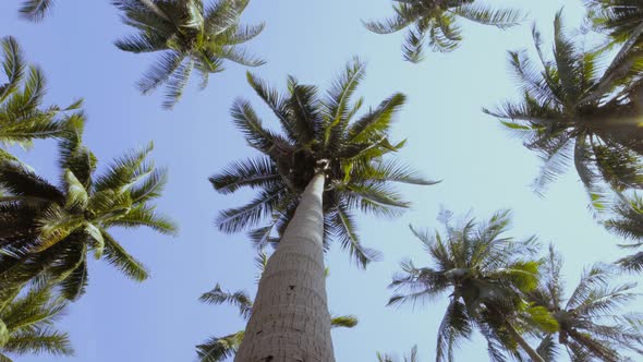 Palm Tree