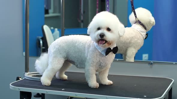 A Small Dog Bichon Frise Stands on a Table in a Veterinary Clinic