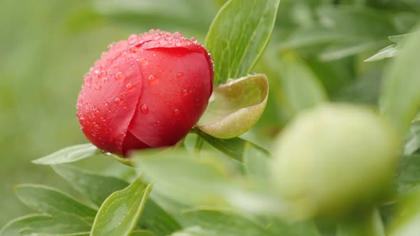 Shallow DOF Paeonia peregrina  flower 4K 2160p 30fps UltraHD footage - Paeoniaceae plant under raind